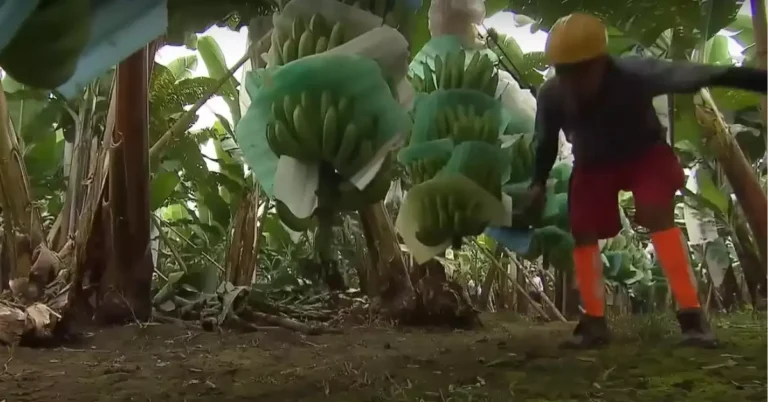 Why Do Bananas Grow Upwards